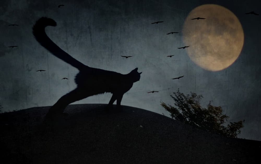 Spooky Full Moon Cat by Robert Fabrowski — canvas wall art