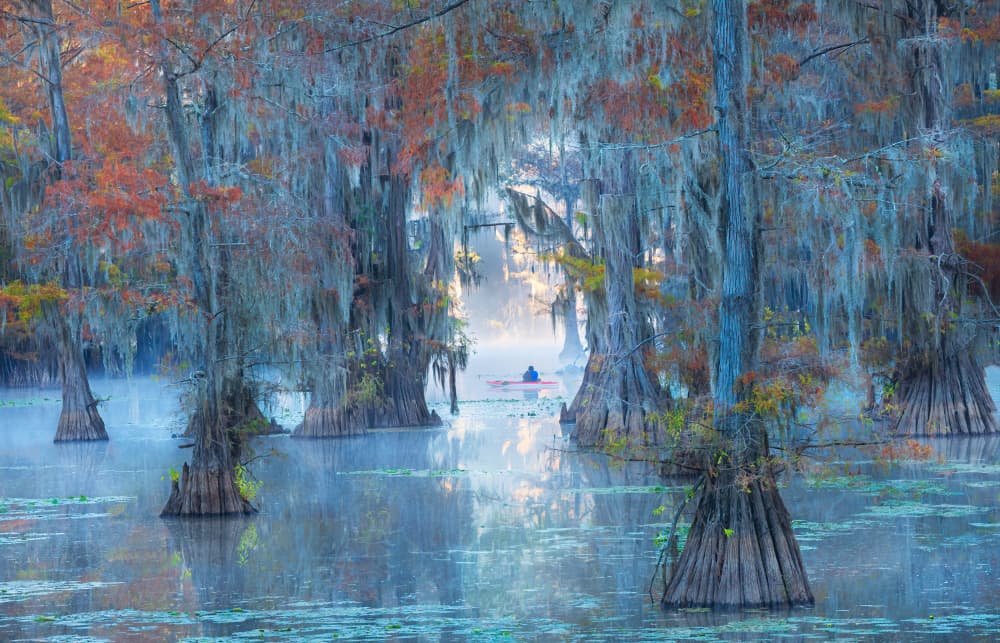 Autumn Cypress Swamp Serenity by Rong Wei — canvas wall art