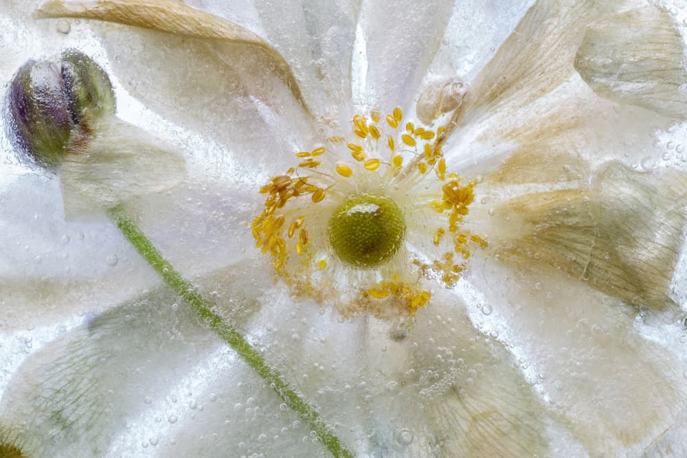 Floral freeze by Mandy Disher — canvas wall art