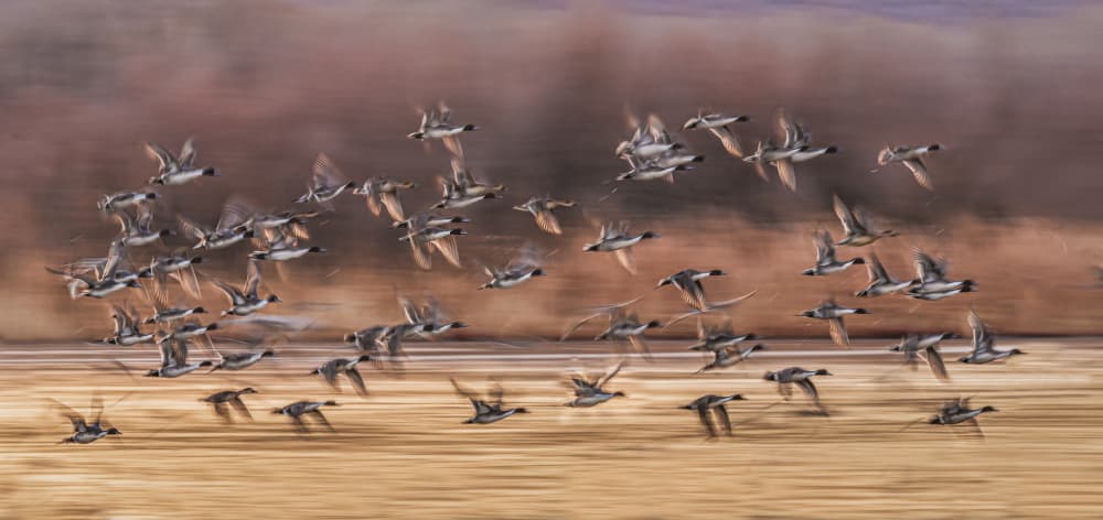 Flock of Flying Ducks by Anna Zhang — canvas wall art