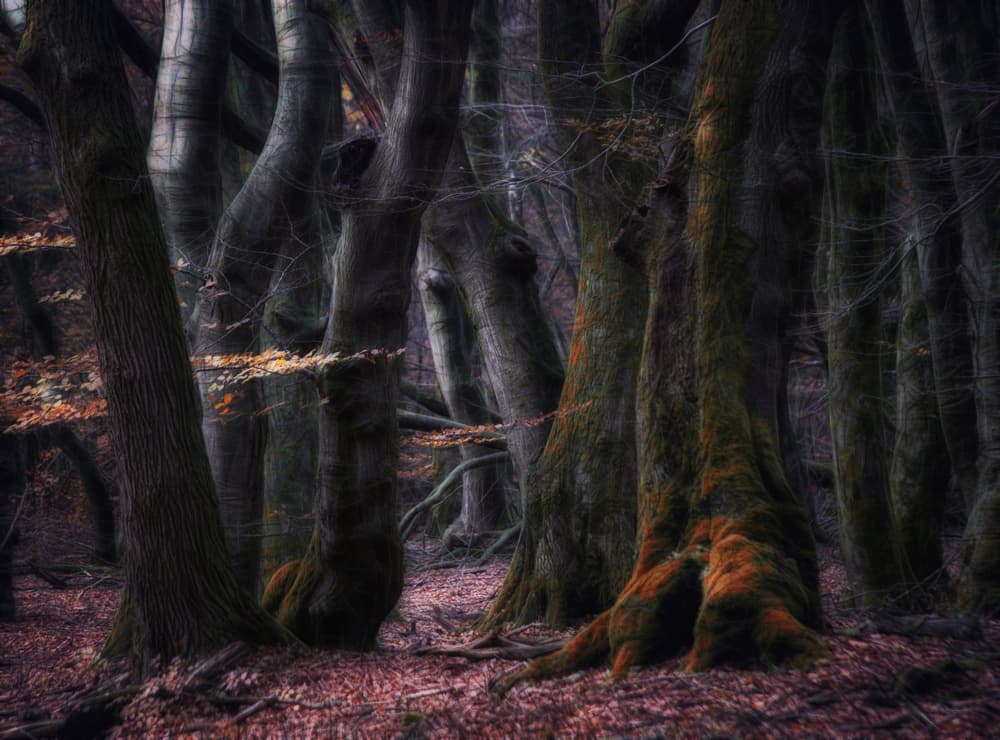 Dark Enchanted Forest by Saskia Dingemans — canvas wall art