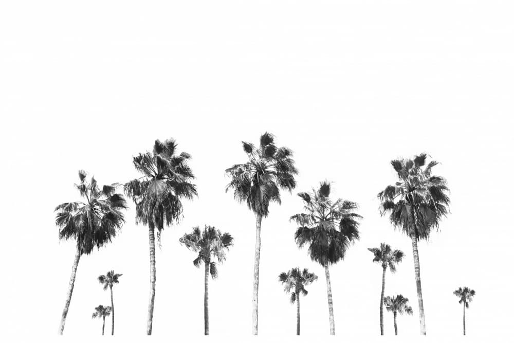Swaying Palms by THE MIUUS STUDIO — canvas wall art