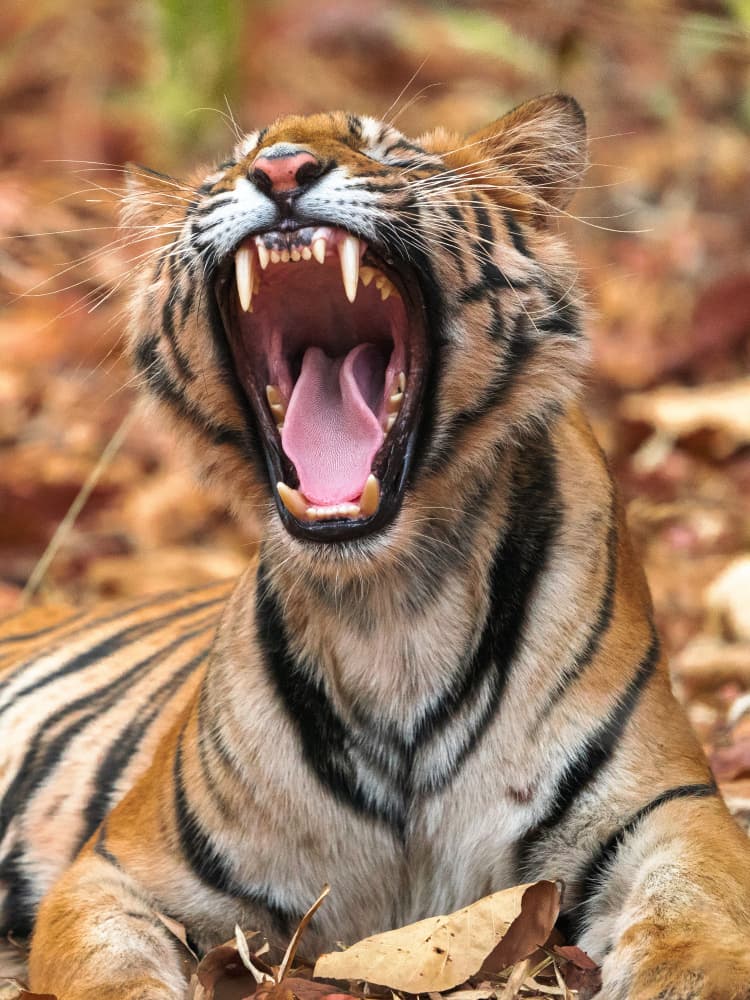 Yawning Wild Tiger by Sumangal Sethi — canvas wall art