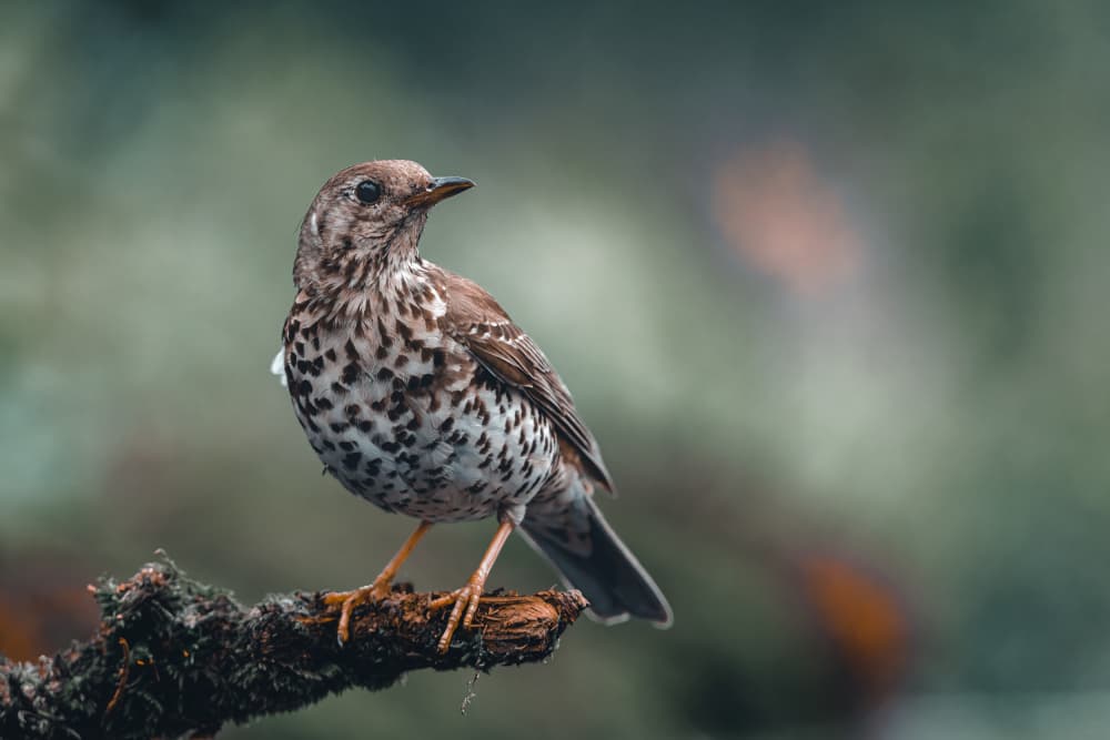 Quiet Forest Bird by Gert J ter Horst — canvas wall art