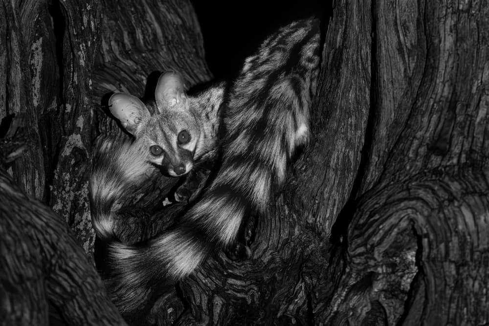 Nocturnal Genet Gaze by Jun Zuo — canvas wall art