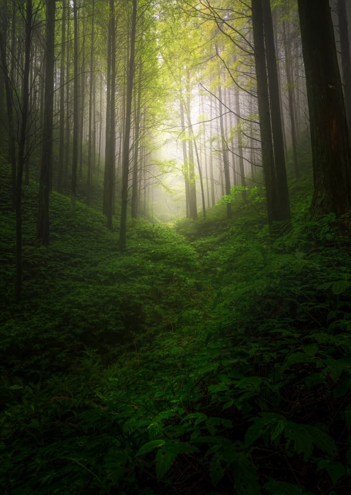 Enchanted Forest Light by Yezimao — canvas wall art