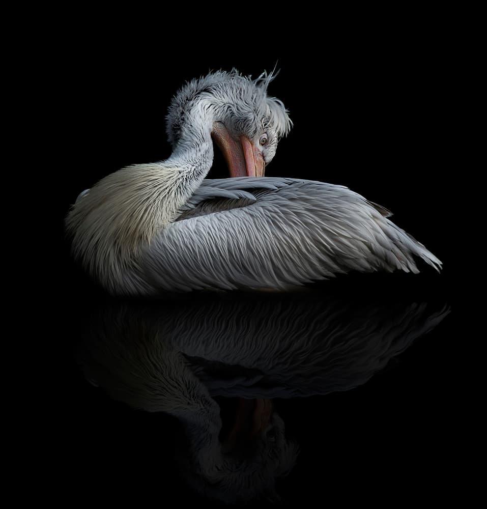 Elegant Pelican Reflection by Chris Coenders — canvas wall art