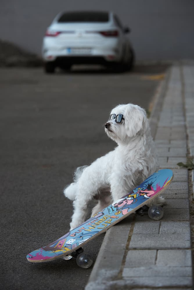 Skate Dog with Shades by Andrii Kazun — canvas wall art
