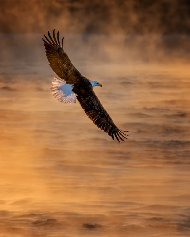 Bald Eagle Golden Flight by Chong Q. Wu — canvas wall art