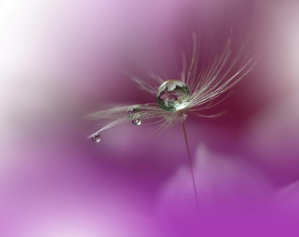 Purple Dandelion Water Drops by Juliana Nan — canvas wall art