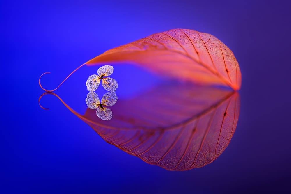 Floating Leaf Reflection by Sophie Pan — canvas wall art