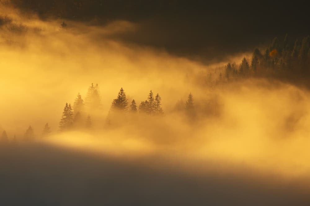 Golden Misty Forest by Lazar Ioan Ovidiu — canvas wall art
