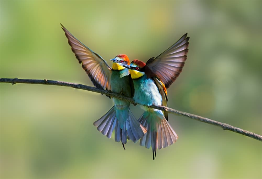 Vibrant Winged Pair by joanaduenas — canvas wall art