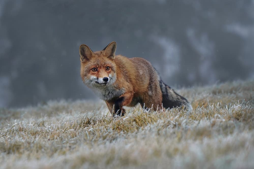 Watchful Winter Fox by Michaela Firešová — canvas wall art