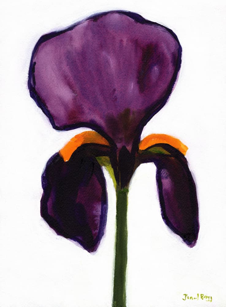 Vibrant Purple Iris by Janel Bragg — canvas wall art
