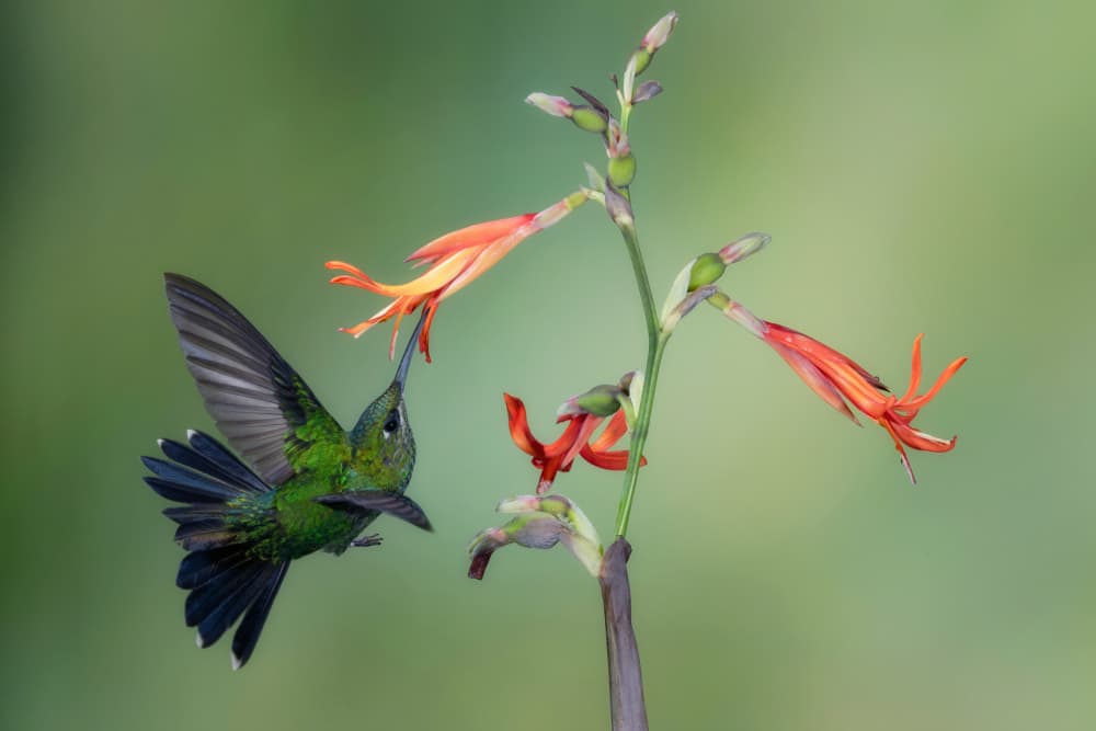 Emerald Hummingbird Flight by Sheila Xu — canvas wall art