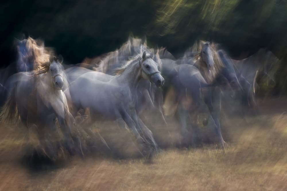 White Horses In Motion by Milan Malovrh — canvas wall art