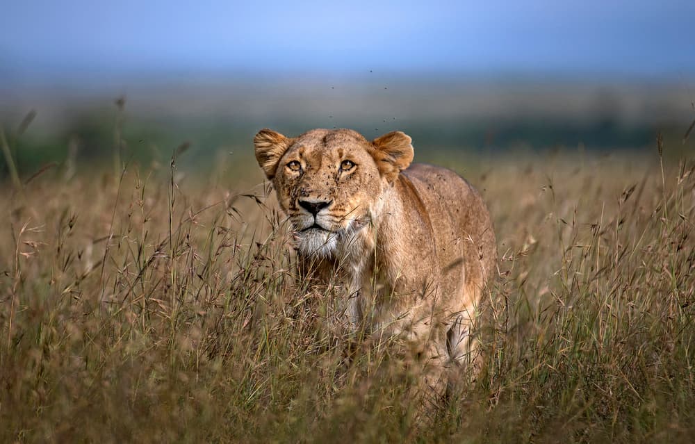 Watchful Safari Lioness
