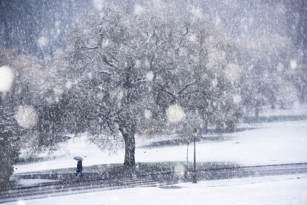 Serene Winter Snowfall by Lucian Constantin — canvas wall art