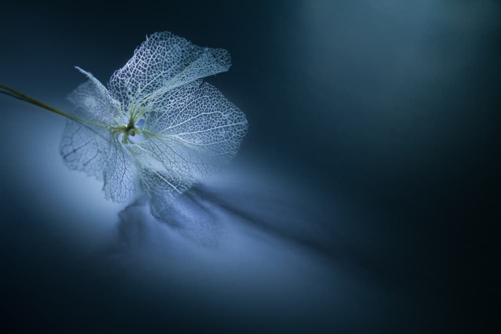 Ethereal Skeleton Flower by Shihya Kowatari — canvas wall art