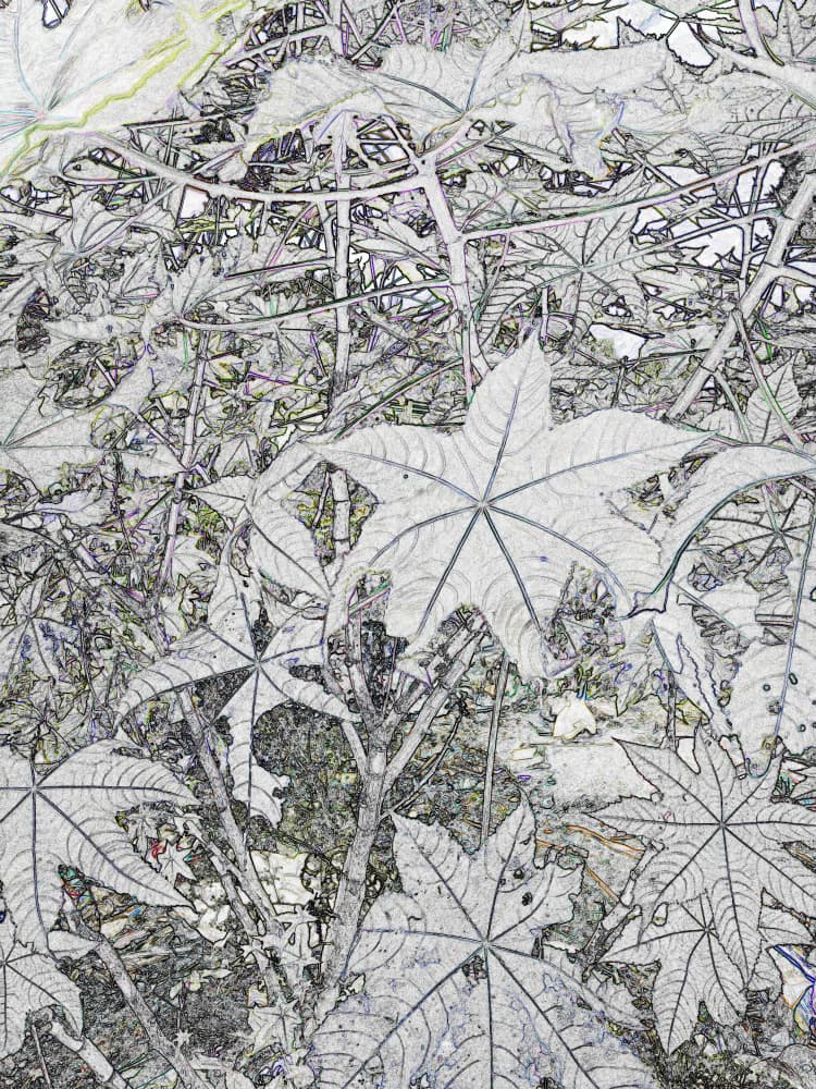 Graphic Botanical Leaves by Santhosh ch — canvas wall art