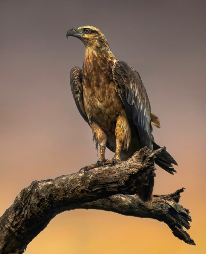 Golden Eagle Perched by Emanuel Papamanolis — canvas wall art