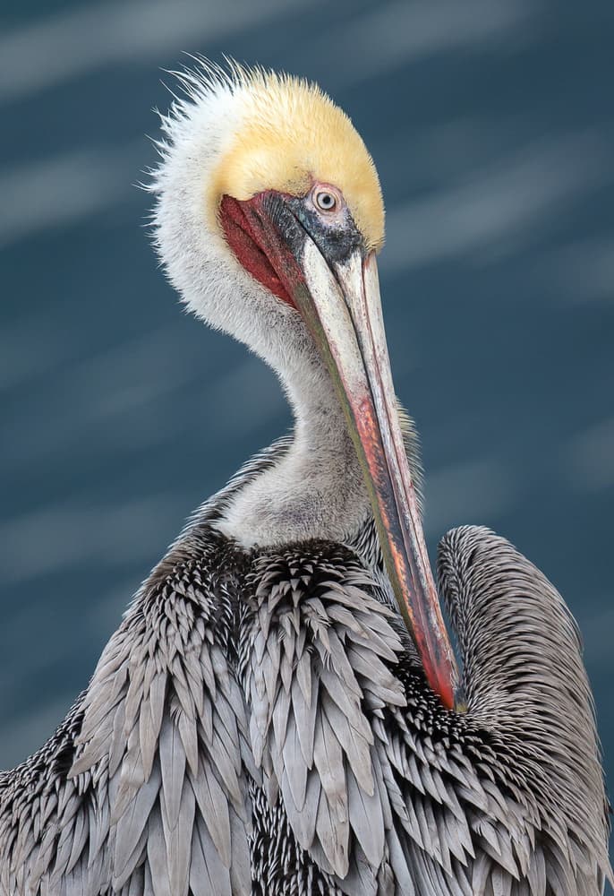 Preening Pelican Portrait by Greg Barsh — canvas wall art