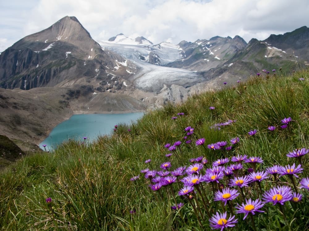 Alpine Lake Wildflowers by Vito Guarino — canvas wall art