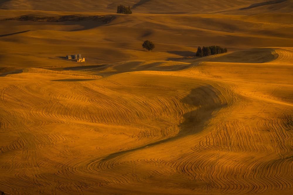 Golden Rolling Fields by David Wang — canvas wall art