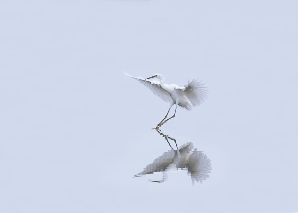 Graceful Egret Reflection by Purple Bamboo — canvas wall art