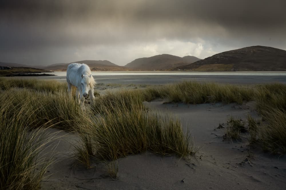 White Horse Coastal Dunes by Ulrike Eisenmann — canvas wall art