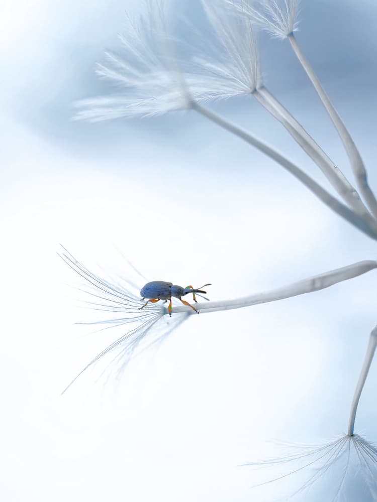 Blue Beetle on Dandelion by Thierry Dufour — canvas wall art