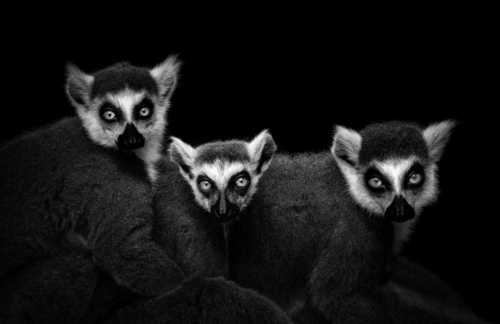 Ring-Tailed Lemurs Stare by Christian Meermann — canvas wall art