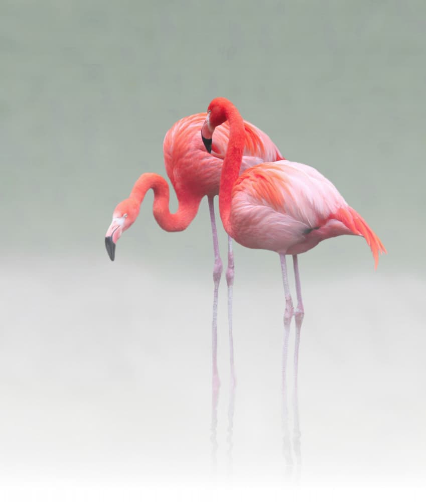 Graceful Pink Flamingos by Anna Cseresnjes — canvas wall art