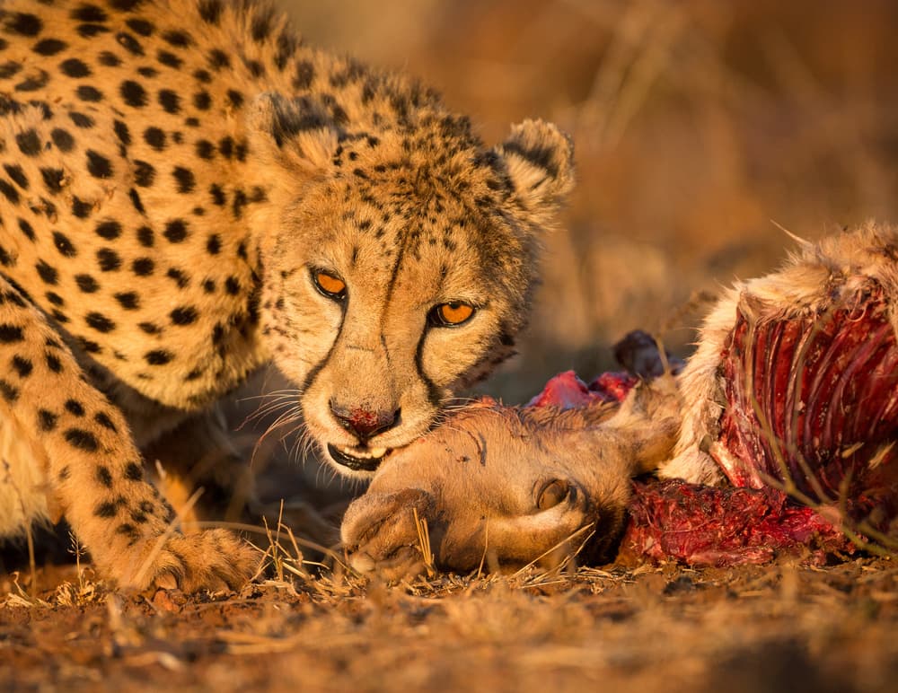 Cheetah's Golden Meal by Jaco Marx — canvas wall art