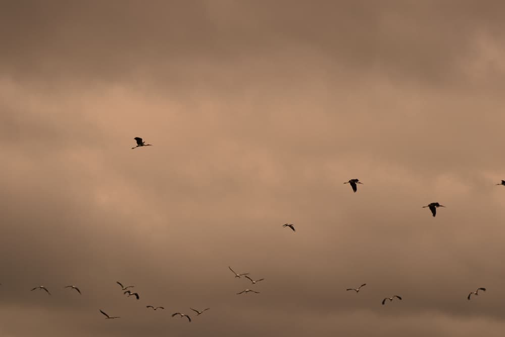 Birds Flying Warm Sky by Santhosh ch — canvas wall art