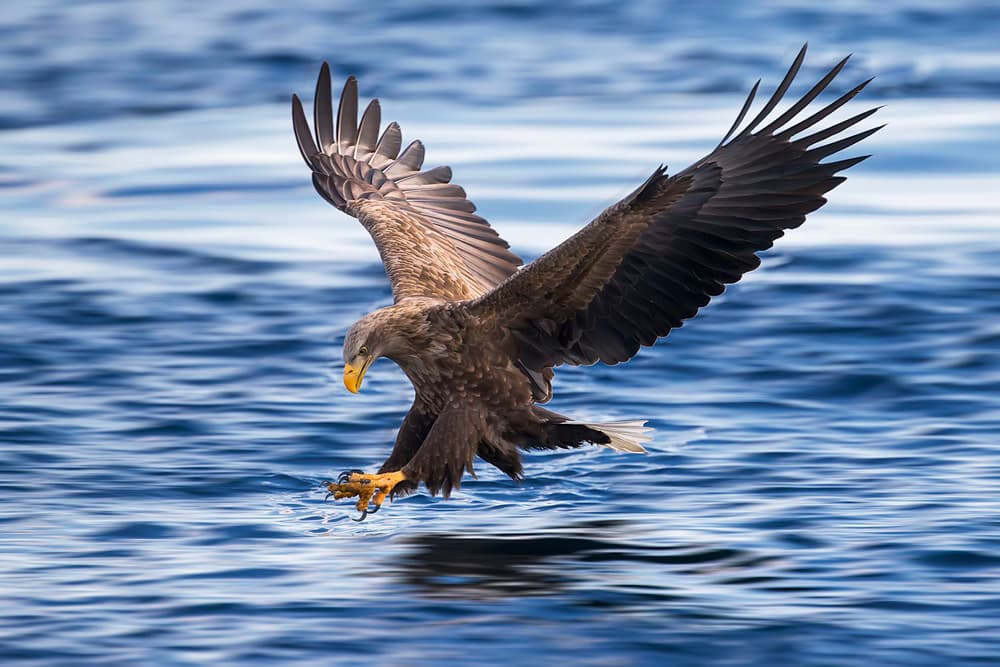 Eagle Plunges for Prey by Raymond Ren Rong Liu — canvas wall art