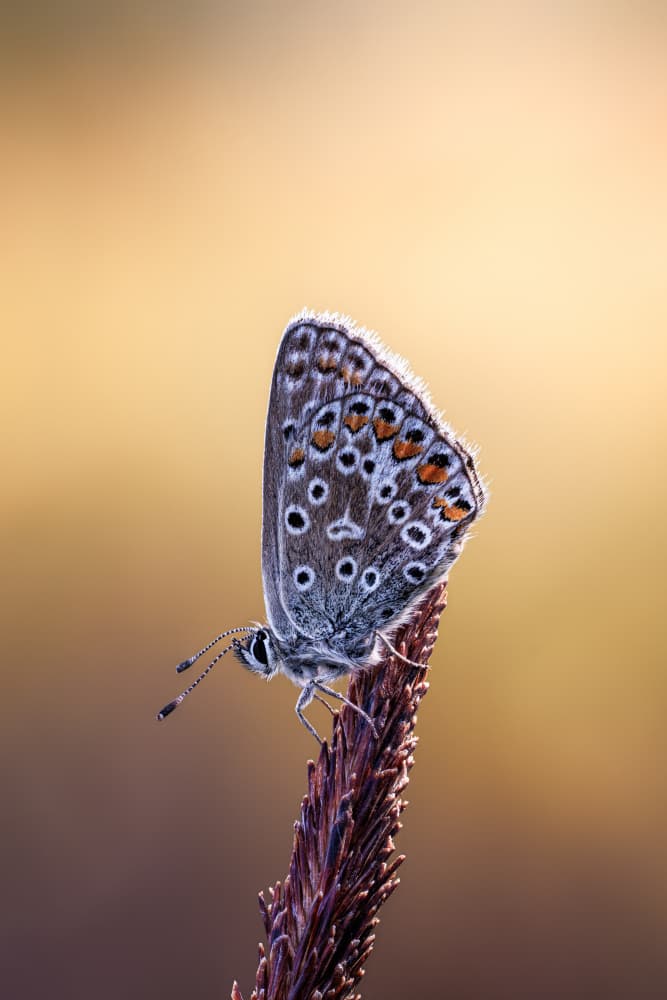 Golden Morning Butterfly by Magnus Renmyr — canvas wall art