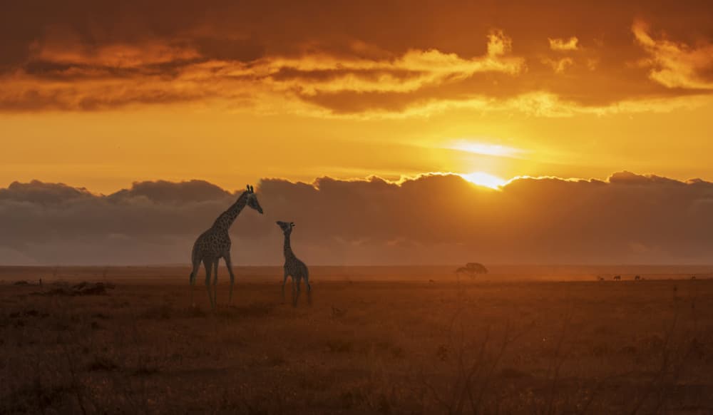 Giraffes at Golden Sunset by Jiahong Zeng — canvas wall art