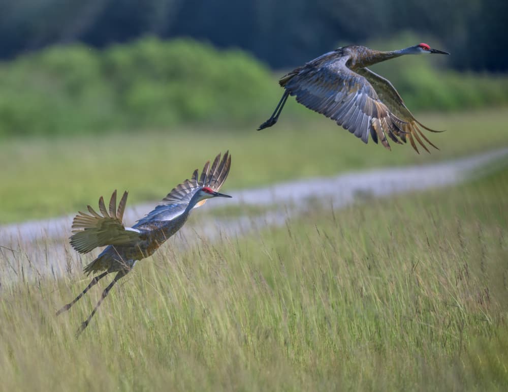 Cranes Over Green Field by Deming W — canvas wall art