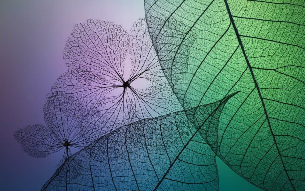 Ethereal Leaf Skeletons by Shihya Kowatari — canvas wall art