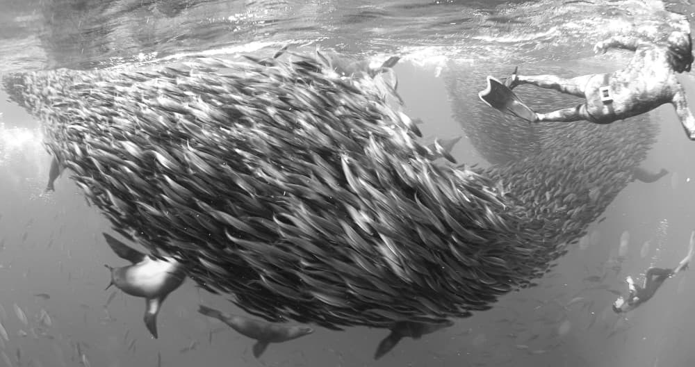 Sardine Run Encounter by KIMIO KOBAYASHI — canvas wall art