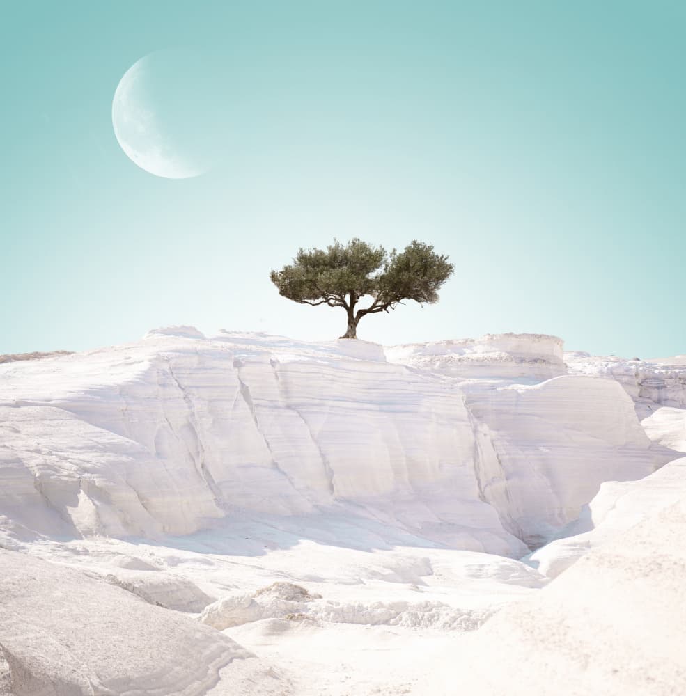 Solitary Olive Moonscape by Eva Frey — canvas wall art