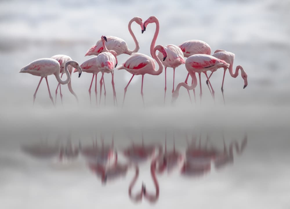 Flamingo Heart Reflection by Bassant Meligy — canvas wall art