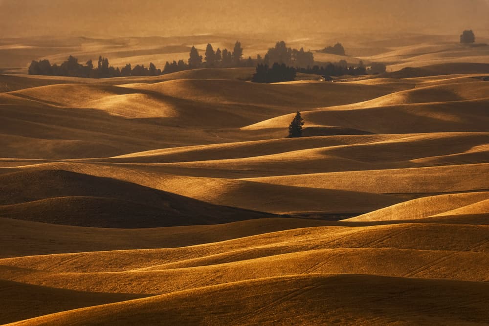 Golden Rolling Hills by Lydia Jacobs — canvas wall art