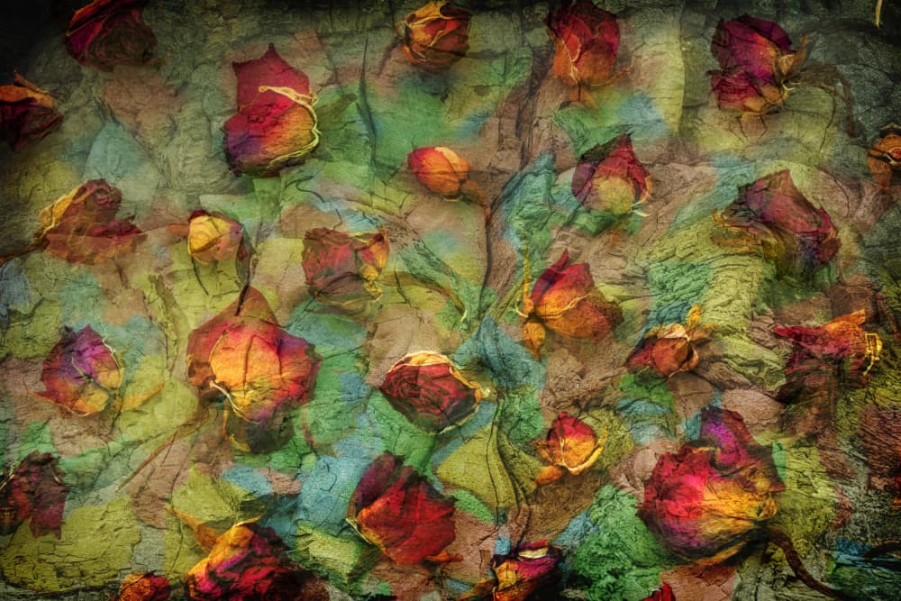 Colorful Dried Roses by Yasutaka Sameshima — canvas wall art