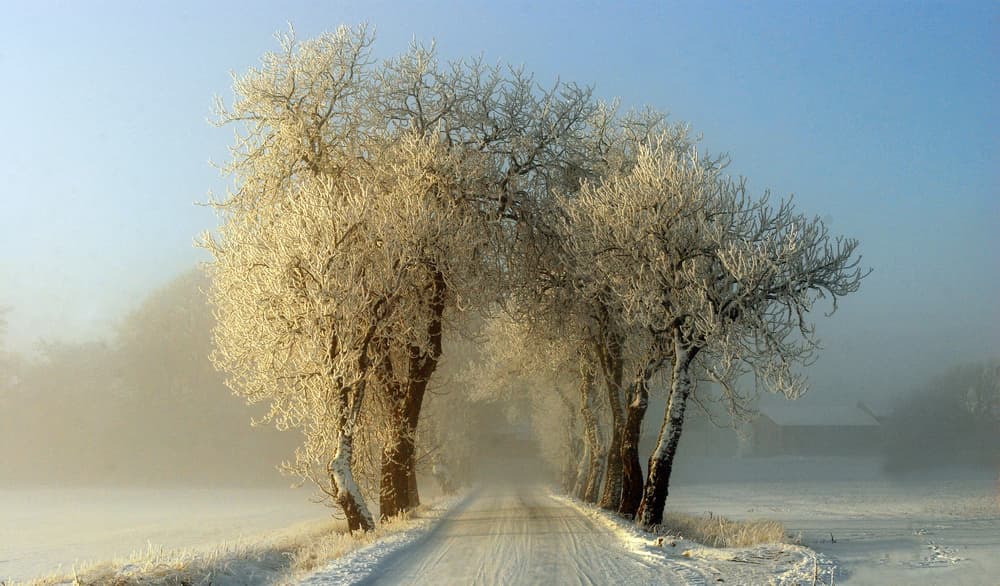 Winter Frosty Avenue by Leif Westling — canvas wall art
