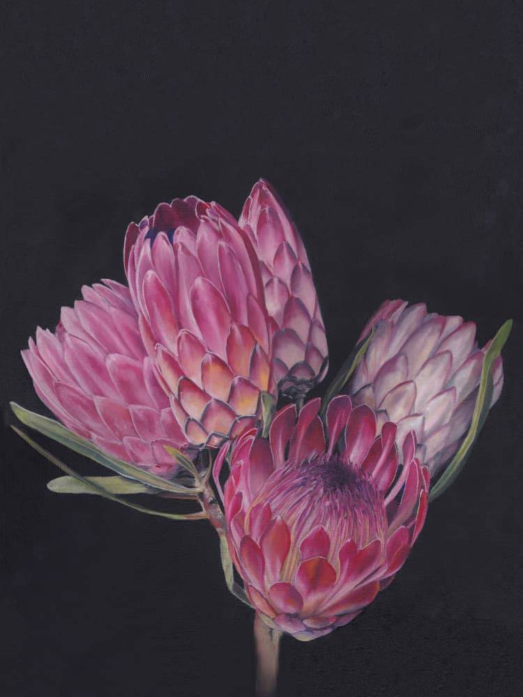 Vibrant Pink Proteas by Viccy Wanliss — canvas wall art