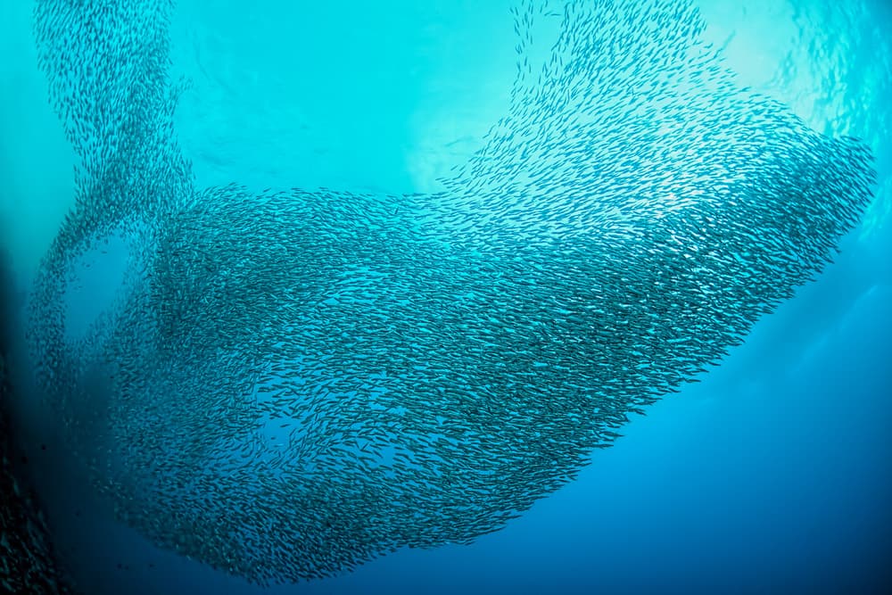 Swirling School of Fish by Henry Jager — canvas wall art