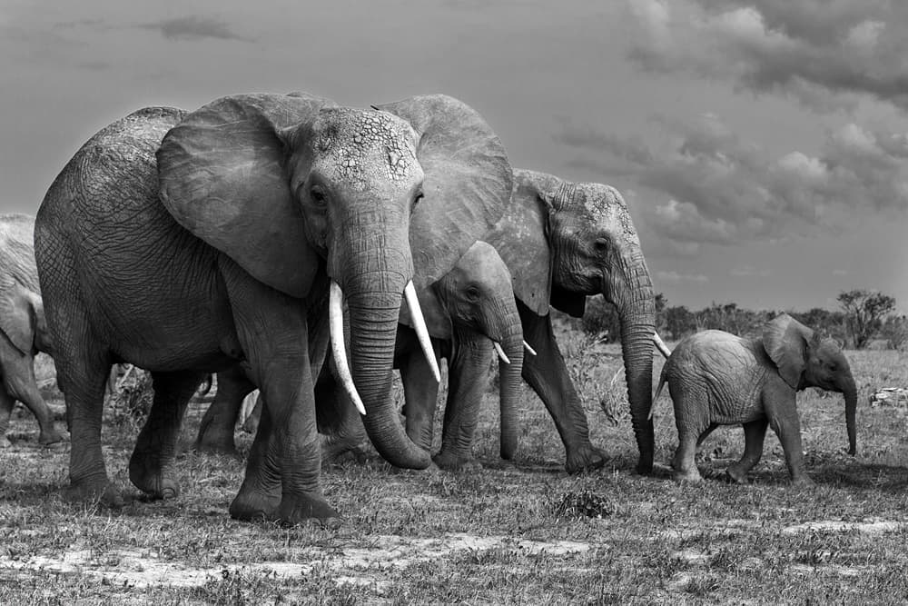 Elephant Family Stroll by Massimo Mei — canvas wall art